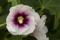 White and Purple Hollyhock Flower