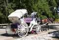 White and purple horse carriage in central park Royalty Free Stock Photo