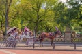 White and Purple Horse-drawn Carriage In Central Park Royalty Free Stock Photo