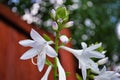 White and purple hosta flower in the back yard