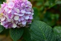 White-purple hydrangea flower