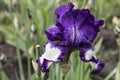 White-purple iris in drops of rain. Royalty Free Stock Photo