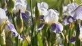 White and purple iris flower