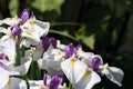 White-purple iris flowers Royalty Free Stock Photo