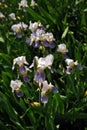 White and purple iris flowers blooming group, blurry green leaves Royalty Free Stock Photo