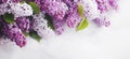 white and purple lilac blossoms on white background. banner with copy space Royalty Free Stock Photo