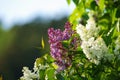 White And Purple Lilacs
