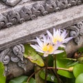 White and Purple Lotus in pond temple