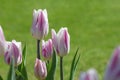 White and purple motley tulips against a green lawn.Colorful flowers in sunshine on the background of bright grass.Spring bloom.