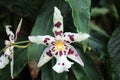 White and Purple Odontoglossum Orchid Flower