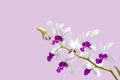 White and Purple Orchid bouquet bloom on pink background. Royalty Free Stock Photo