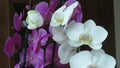 White and Pink Purple Orchid. Dark Background. Phalaenopsis known as moth. Orchids. Royalty Free Stock Photo