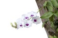 White and purple orchid flower bouquet bloom on commensalism  big tree in the garden isolated on white background. Royalty Free Stock Photo