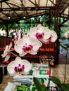 White and purple Orchid flower sold in a gardening store