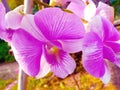 White and purple orchid flowers for background or stock photo