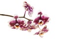 White and purple orchid flowers on the branch Royalty Free Stock Photo