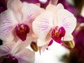 White and purple orchid flowers closeup