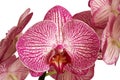 White with purple Orchid Phalaenopsis on white background