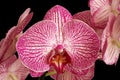 White with purple Orchid Phalaenopsis on black background