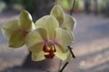 White and purple orchidea