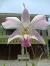 White and purple orchids bloom during the day