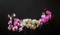 White and purple orchids on dark background Royalty Free Stock Photo