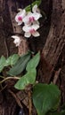 White Purple Orquidea Royalty Free Stock Photo