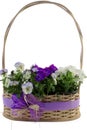 White and purple pansies in a decorative wicker basket isolated on white background Royalty Free Stock Photo