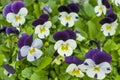 White and purple pansies in a spring garden. Bright colorful pansy flowers on a summer background. Royalty Free Stock Photo