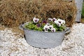 White-purple pansies in vintage bath tube standing on the stones near hay Royalty Free Stock Photo