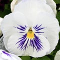 White Purple Pansy Face