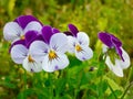 white- and purple pansy flowers with green grass background