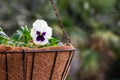 A white and purple pansy in a hanging basket Royalty Free Stock Photo