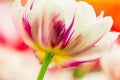 Tulip flower close-up Royalty Free Stock Photo