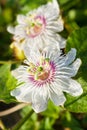 White Purple Passion Flower Royalty Free Stock Photo