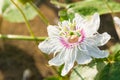 White Purple Passion Flower Royalty Free Stock Photo