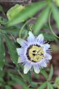 White and purple passionvine flower II Royalty Free Stock Photo