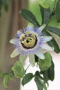 White and purple passionvine flower III Royalty Free Stock Photo