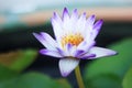 White and purple petals. There is a golden yellow stamen of a blooming lotus Royalty Free Stock Photo