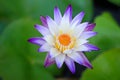 White and purple petals. There is a golden yellow stamen of a blooming lotus. Top view Royalty Free Stock Photo