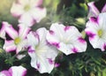 White and Purple Petunia Flowers Royalty Free Stock Photo