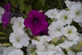 White and purple petunias close-up. Lushly flowering petunias in