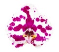 White-purple phalaenopsis orchid isolated Royalty Free Stock Photo