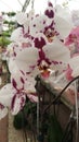 White and Purple Phalaenopsis Orchids