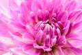 White and purple pink colourful dahlia flower macro photo with intense vivid colors with beautiful fresh blossoming flower Royalty Free Stock Photo