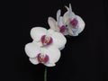 White and Purple Pink Orchid Bloom Blossom Bunch on Black Background. Blooming Stylish Orchid Bouquet. Royalty Free Stock Photo