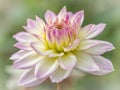 White with purple, pink and yellow Dahlia Flower Royalty Free Stock Photo