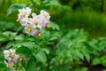 White and purple potato flower on a green background Royalty Free Stock Photo