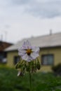 Potato flower and small buds Royalty Free Stock Photo