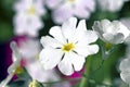 White and Purple Primula